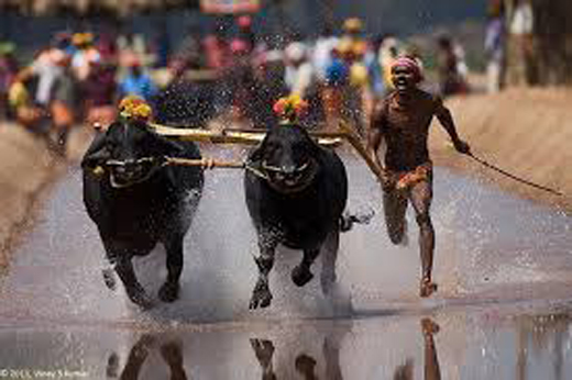 Kambala
